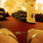 Vigneti e vini biologici Gorghi Tondi nell' Oasi Naturale WWF