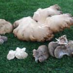 Fungo cardoncello gigante trovato sull'Alta Murgia