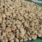 Serra de’ Conti celebra la regina dei legumi poveri Serra de’ Conti celebra la cicerchia, regina dei legumi poveri: la cicerchia