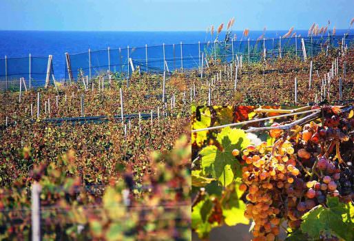 Vino Grillo – una rarità troppo nascosta di Giampietro Comolli