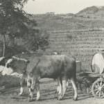 EXPORT VINO ITALIANO: SERVE UNA CHIARA STRATEGIA POLITICA E COMMERCIALE