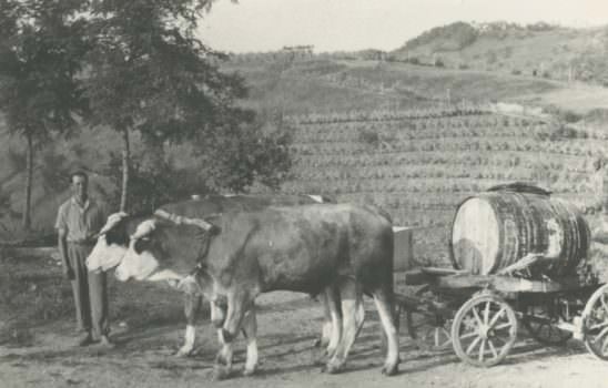 EXPORT VINO ITALIANO: SERVE UNA CHIARA STRATEGIA POLITICA E COMMERCIALE