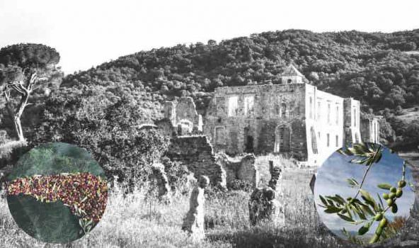 ANTICO FRANTOIO DI PERNA: cambia il clima ma non la qualità dell’olio