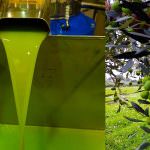 Neve sugli olivi a Partanna nel Belìce  - 2018 anno nero per Evo italiano