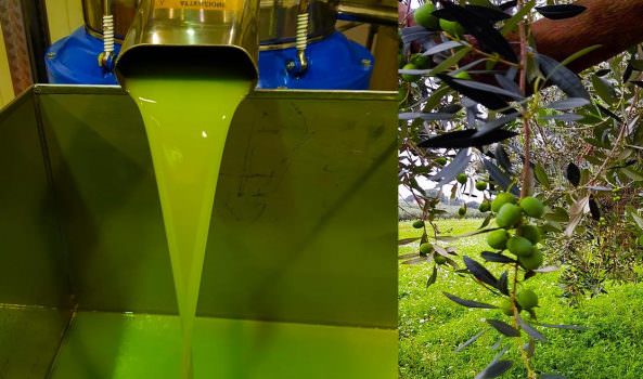 Neve sugli olivi a Partanna nel Belìce  – 2018 anno nero per Evo italiano