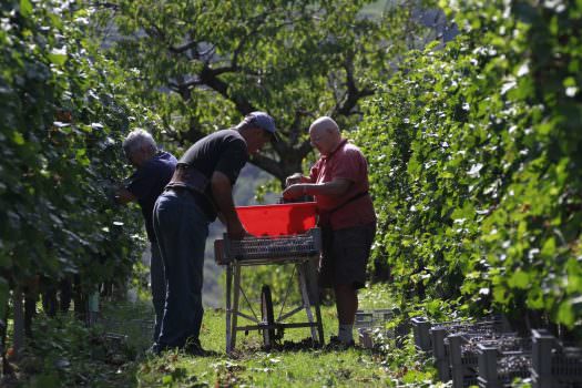CANTINA VALPANTENA APPROVA IL BILANCIO E INVESTE NELLA MONTRESOR SPA