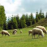 ECONOMIA AGROALIMENTARE NUOVA PAC NUOVO ESECUTIVO UE