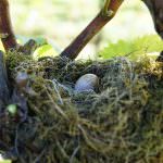 #FRIDAYSFORFUTURE & Perlage Prosecco Superiore DOCG  BIO