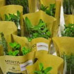 LE MERAVIGLIE DEL MONDO GREEN CON COSMOGARDEN