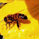 Salviamo le api: Nuova petizione di Greenpeace al governo italiano e alla Commissione europea