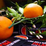 Distretti del Cibo: avanti a tutta forza verso il Distretto delle Filiere del Cibo Siciliano