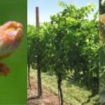 Clima che cambia: E’ vero che i  vitigni antichi resistono meglio?