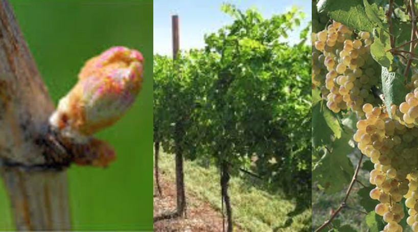 Clima che cambia: E’ vero che i  vitigni antichi resistono meglio?
