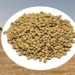 Sequestrate a Torino tonnellate di lenticchie spacciate come altamurane