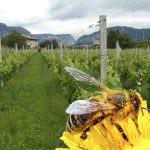 IL Vino fa buon sangue, il Vino Bio è ancora meglio? Status quo del Vino Biologico