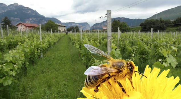 IL Vino fa buon sangue, il Vino Bio è ancora meglio? Status quo del Vino Biologico