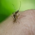 Contro le zanzare  i rimedi naturali che funzionano