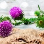 Bardana: l’erba che depura... antibatterica, antiossidante, antinfiammatoria...