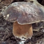 Fungo di Borgotaro, caratteristiche ed eventi