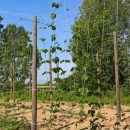 Non solo vendemmia: questa è anche la stagione di raccogliere il luppolo!