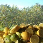 Bergamotto, scontro aperto: il TAR boccia il blocco ma la guerra calabrese continua