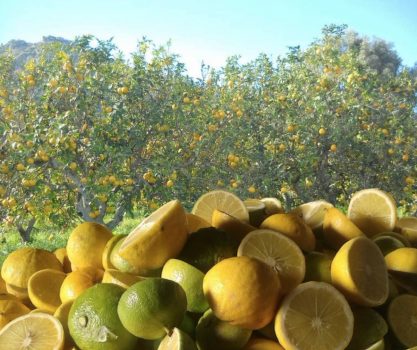 Bergamotto, scontro aperto: il TAR boccia il blocco ma la guerra calabrese continua