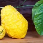 Cedro: un frutto da riscoprire