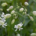 Silene, strigoli, s-ciopit, carletti, grisol ... La pianta del dio Sileno