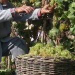 Vendemmia 2019 - primi dati certi e riflessioni by Giampietro Comolli