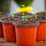 Bakker: dai fiori alle fragole, ai mirtilli, alle piante da frutto da balcone