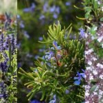 Tre piantine aromatiche che fanno bene alla salute e alla cucina