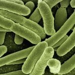 Probiotici e Prebiotici: cosa sono, a cosa servono ? E i simbiotici?