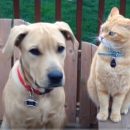 CoronaVirus e animali, nCoV-2019, e gli animali domestici… è allarme?