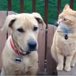 CoronaVirus e animali, nCoV-2019, e gli animali domestici... è allarme?