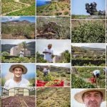 CONSORZI DI TUTELA VINI IN CRISI - ESEMPIO LA DOC PANTELLERIA ZIBIBBO