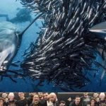 Giovani oggi tra sardine e pescecani - Millennials e GenerazioneZeta... chi sono?