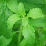 Stevia: lo zucchero buono che si coltiva sul nostro balcone