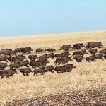 Agricoltori in Alta Murgia tra Coronavirus, cinghiali e prolungata siccità!