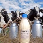 Allevatori pugliesi nel panico, richiesta riduzione prezzo latte alla stalla