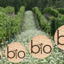 VINI BIO E SALUTISMO NEL FUTURO POST CORONAVIRUS