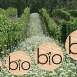 VINI BIO E SALUTISMO NEL  FUTURO POST CORONAVIRUS