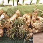 Barbaforte, la radice dal gusto piccante