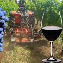 Vino Italiano post Coronavirus – Amarcord in vigna e in cantina by Giampietro Comolli