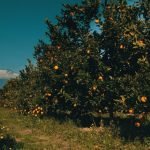 Arance non italiane in Parlamento