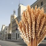 IL DISTRETTO DEL GRANO DURO APPROVATO DALLA REGIONE PUGLIA PRIMO IN EUROPA