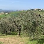 Premio Nazionale Ercole Olivario 2020, svelati i finalisti