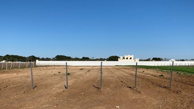 Coldiretti Puglia, Blitz notturni per rubare barbatelle e pali da vigneti