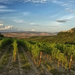 Il blocco del turismo mette in ginocchio il vino