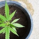 Olio, farina e semi di canapa: proprietà e usi