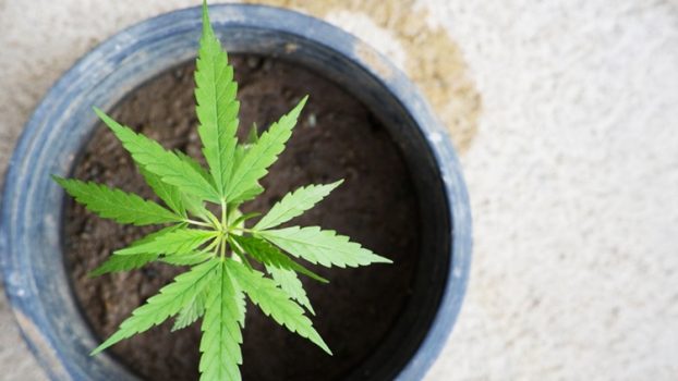 Olio, farina e semi di canapa: proprietà e usi